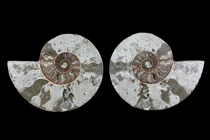 Bargain, Cut & Polished Ammonite Fossil #73949